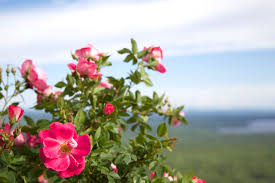 svtonline bach esszencia 37 vadrozsa wild rose